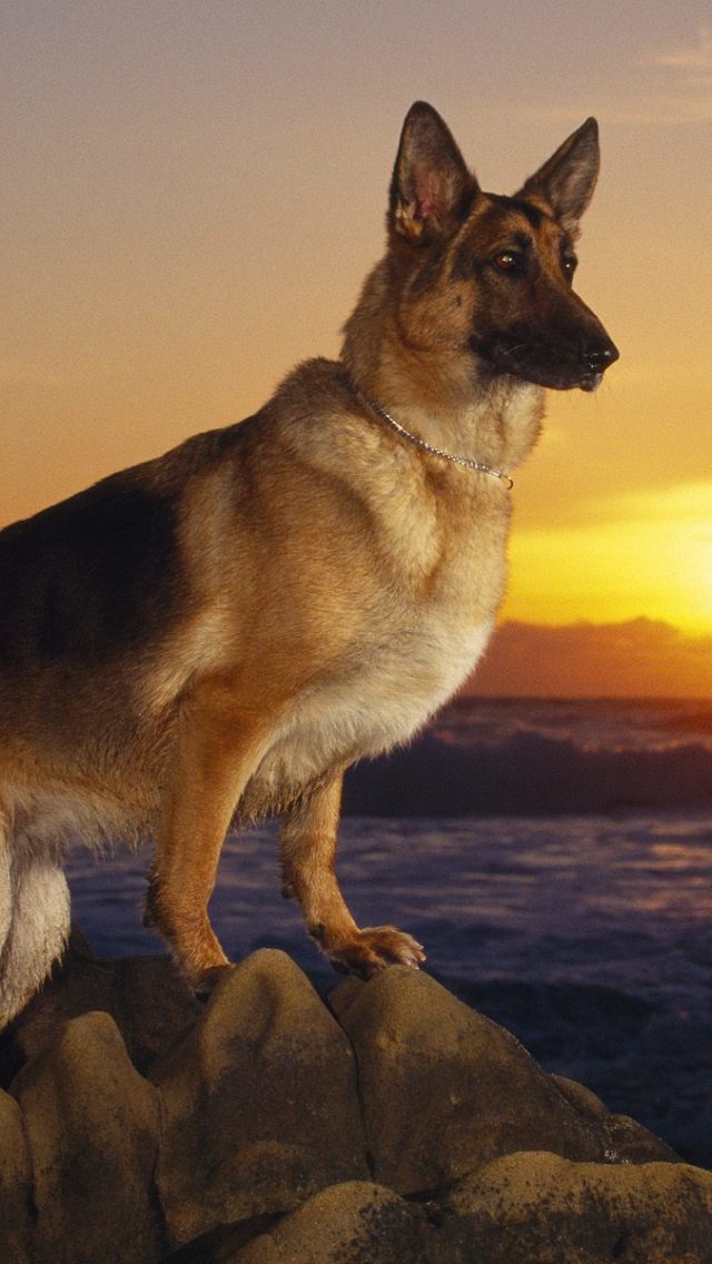 A Day At The Beach German Shepherd HD Wallpaper Backgrounds Dog Pictures